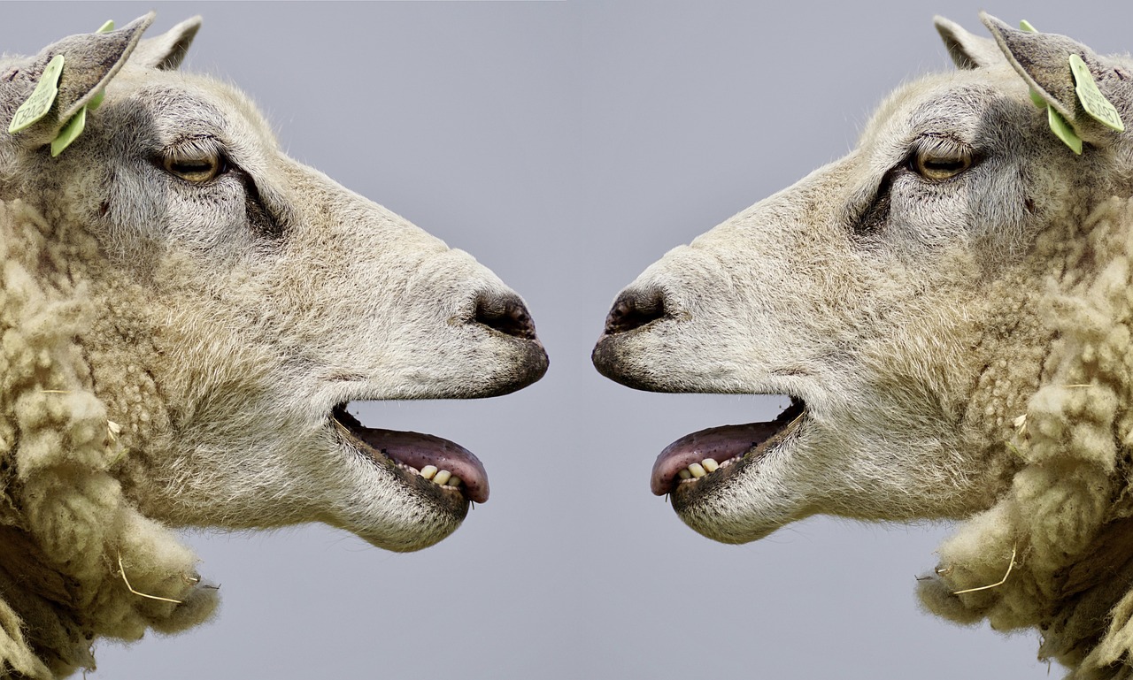 Sheep